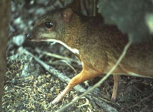 mouse deer