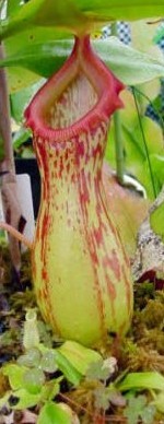 philippines pitcher plants