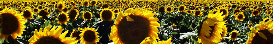 Philippine Travel Blog Rotating Header Image