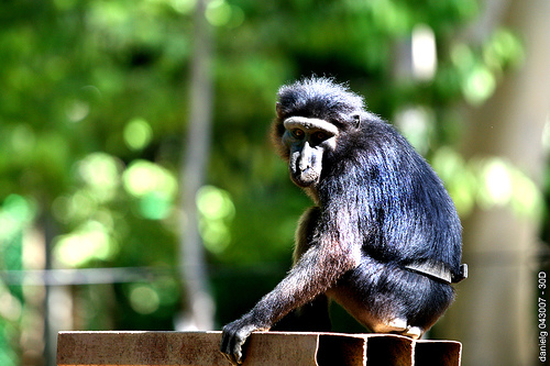 zoobic safari by Daniel Y Go