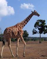 calauit giraffe coron palawan