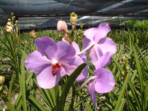 Koronadal orchids