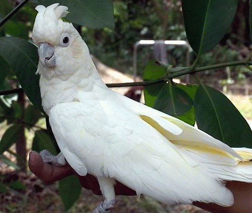 palawan cockatoo