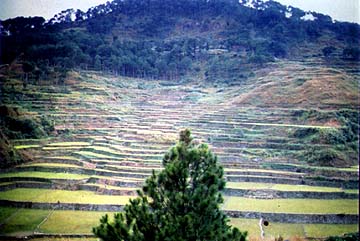 sagada rice terraces mountain province