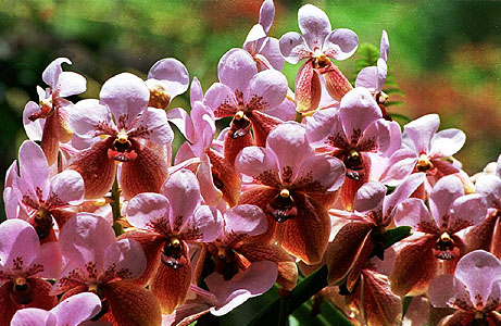 waling waling orchids