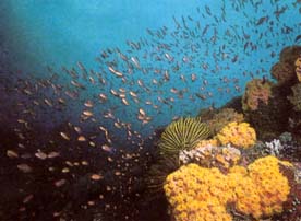 palawan tubbataha coral reefs