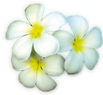 flowers Philippines Spa Massage