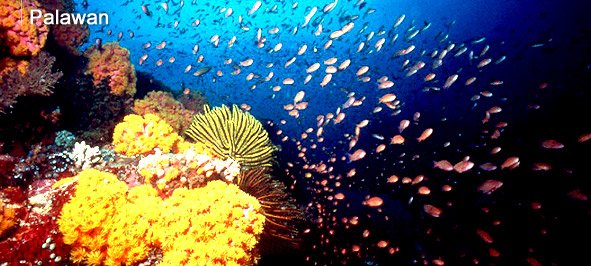 palawan island destination